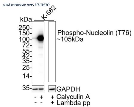 HUABIO HA722942 image 1