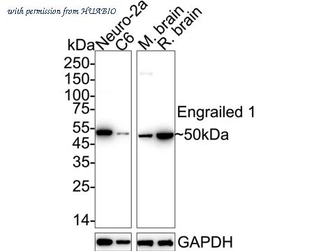 HUABIO HA722960 image 1