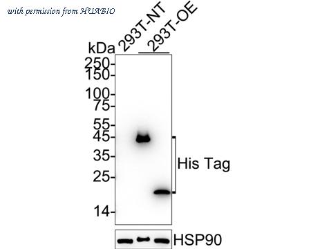 HUABIO HA722965 image 1