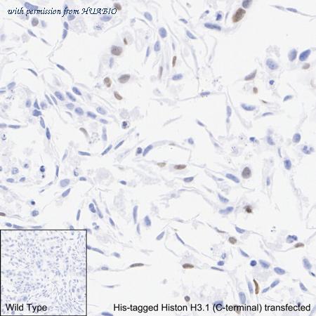 HUABIO HA722965 image 3