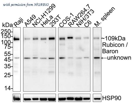 HUABIO HA722969 image 1
