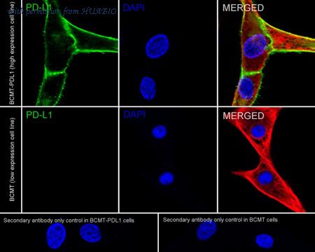 HUABIO HA722971 image 2