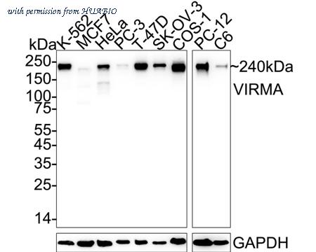 HUABIO HA722972 image 1