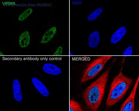 HUABIO HA722972 image 2