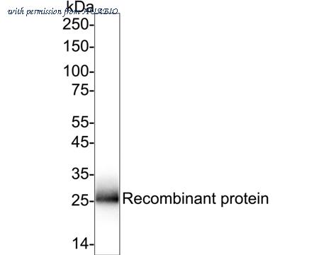 HUABIO HA722993 image 1