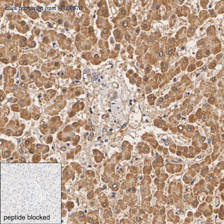 HUABIO HA722998 image 2