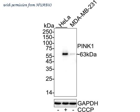 HUABIO HA723021 image 3