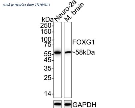 HUABIO HA723067 image 1