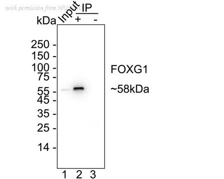 HUABIO HA723067 image 2