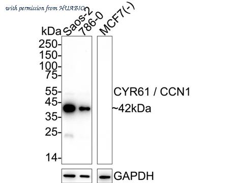 HUABIO HA723070 image 1