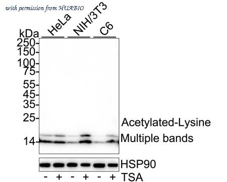 HUABIO HA723073 image 1