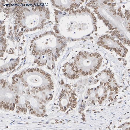 HUABIO HA723073 image 3