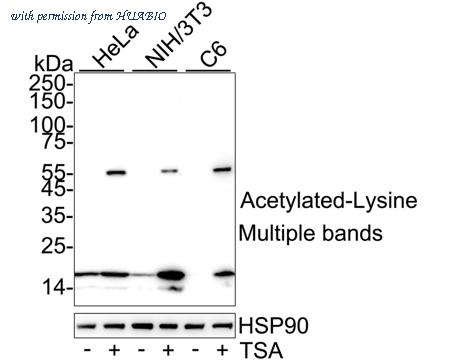 HUABIO HA723074 image 1
