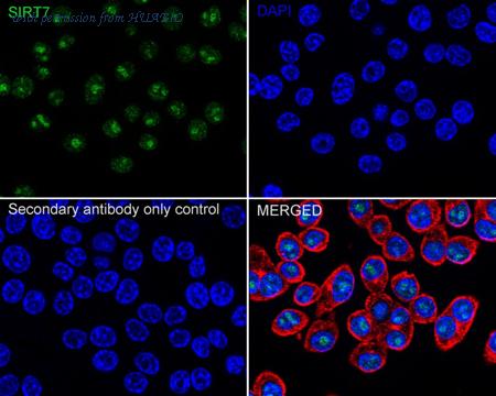 HUABIO HA723075 image 2