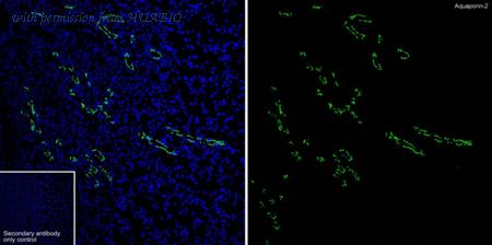 HUABIO HA723077 image 3