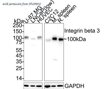 HUABIO HA723085 image 1