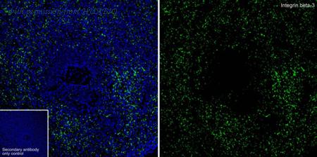 HUABIO HA723085 image 2