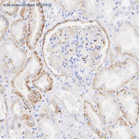 HUABIO HA723085 image 3