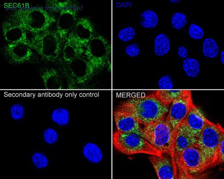 HUABIO HA723110 image 3