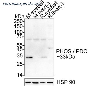 HUABIO HA723116 image 1