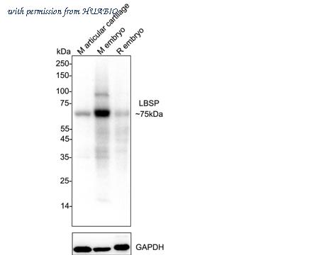 HUABIO HA723129 image 1