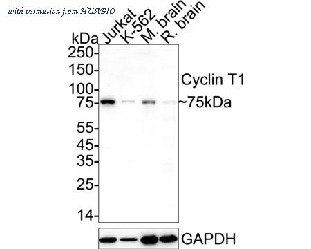 HUABIO HA723131 image 1