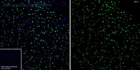 HUABIO HA723136 image 1