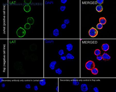 HUABIO HA723141 image 2