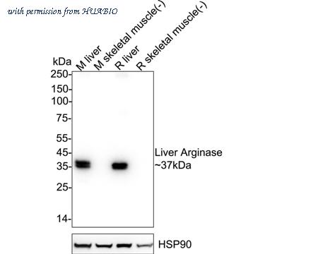 HUABIO HA723143 image 1