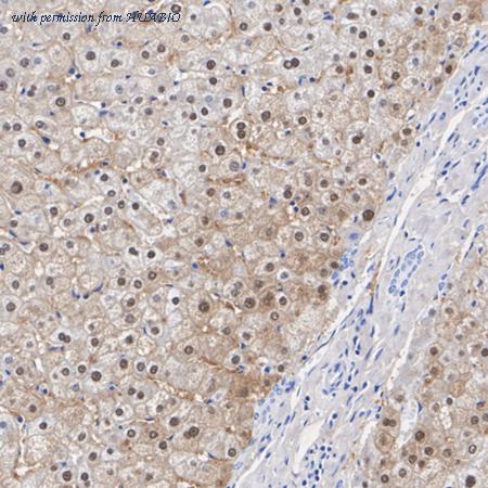 HUABIO HA723143 image 2