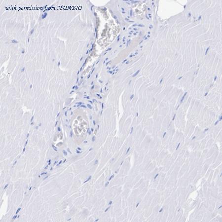 HUABIO HA723143 image 3