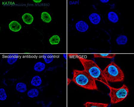 HUABIO HA723157 image 1