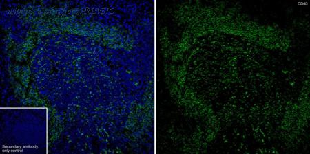 HUABIO HA723170 image 2