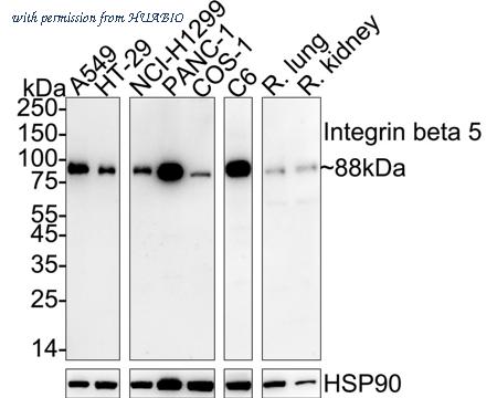 HUABIO HA723182 image 1