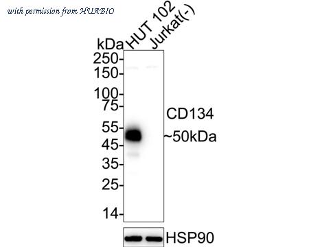 HUABIO HA723183 image 1