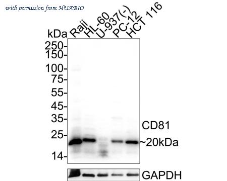 HUABIO HA723193 image 1