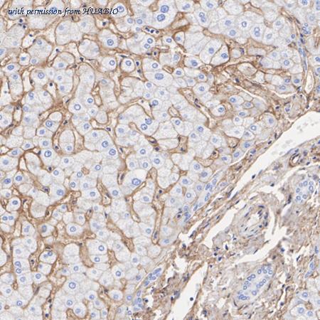 HUABIO HA723193 image 2