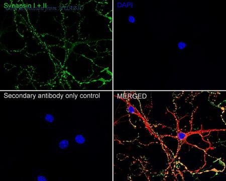 HUABIO HA723196 image 2