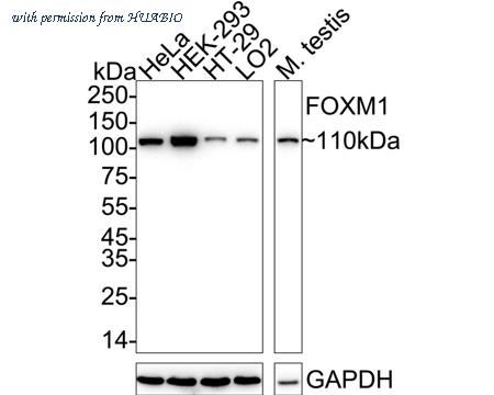 HUABIO HA723197 image 1
