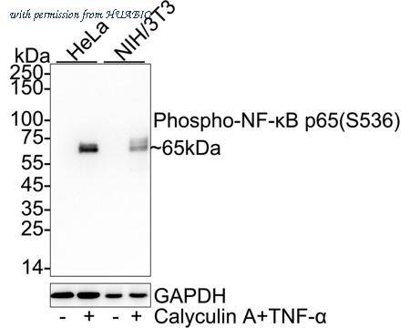 HUABIO HA723223 image 1