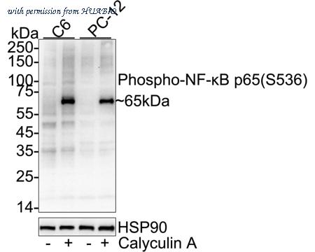 HUABIO HA723223 image 3