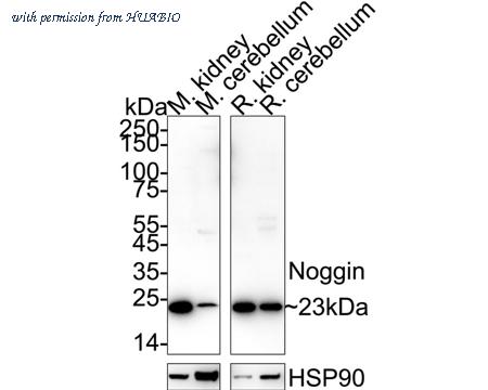 HUABIO HA723227 image 1