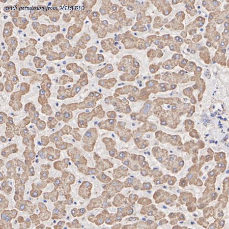 HUABIO HA723227 image 3