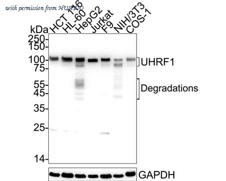 HUABIO HA723228 image 1
