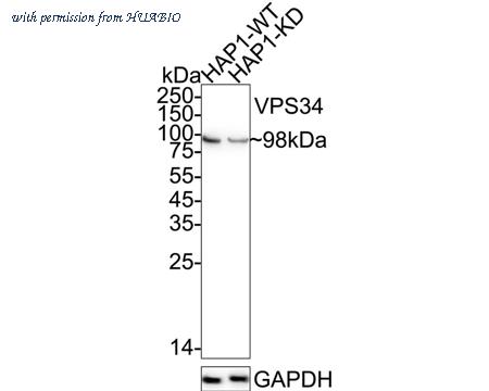 HUABIO HA723229 image 2