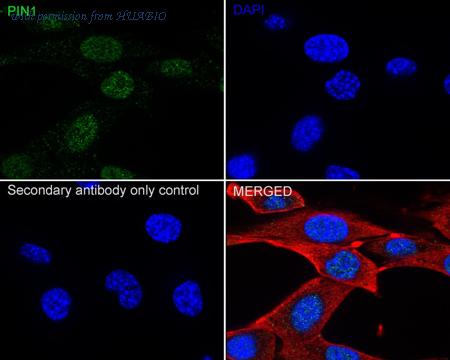 HUABIO HA723248 image 3