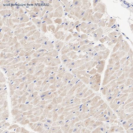 HUABIO HA723262 image 2