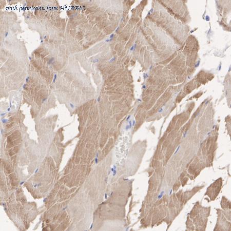 HUABIO HA723262 image 3