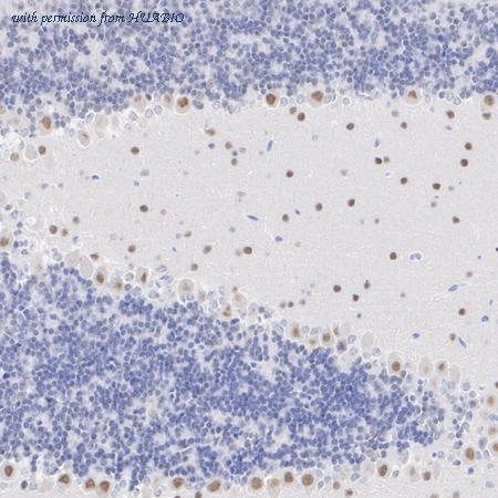 HUABIO HA723267 image 1