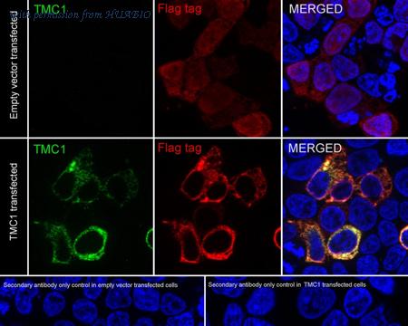 HUABIO HA723291 image 3